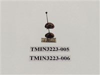 藏品(七星瓢蟲)的圖片